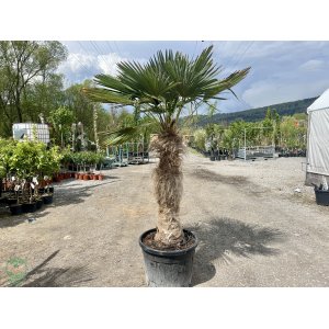 Palma konopná (Trachycarpus fortunei) - výška kmeňa 110-120 cm, celková výška 180-200 cm, kont. C50L (-17°C)